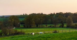 Ecurie des Nonnains, page extras, pension chevaux, pension prés, pension box, chevaux